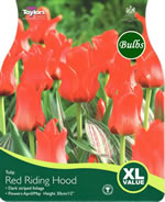 TULIP RED RIDING HOOD x 18