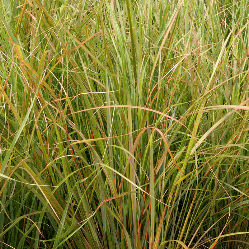 Pheasants Tail Grass (Stipa Arundinacea) – Windyridge Garden Centre