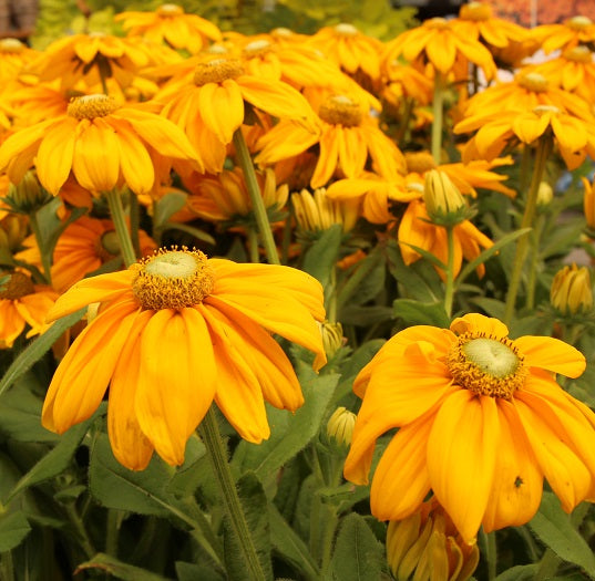 Rudbeckia Sunbeckia Ophelia