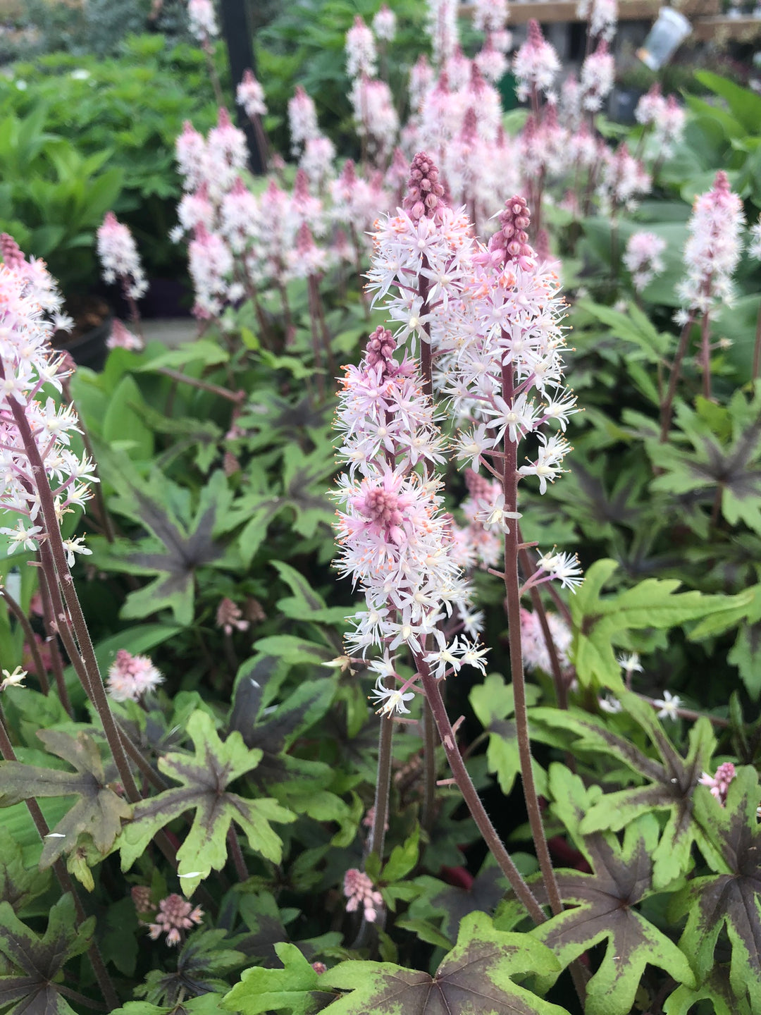 Foam Flower (Tiarella Morning Star)