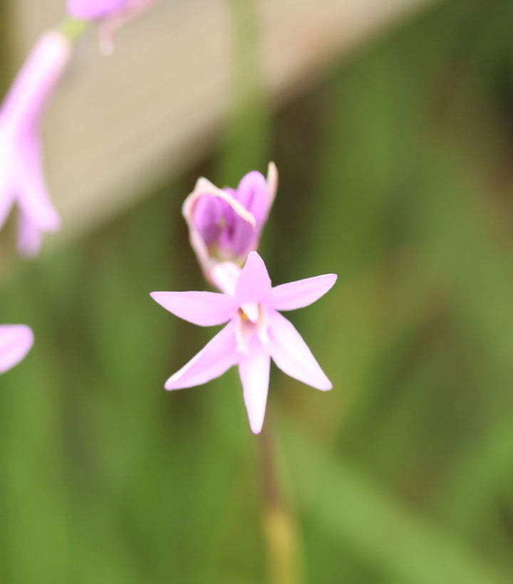 TULBAGHIA violacea